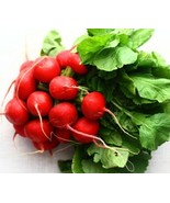 250 Plus Seeds German Giant Radish - €7,79 EUR