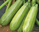 Grey Zucchini Squash Seeds Mexican Gray Calabacita Summer Courgette Kousa  - £4.63 GBP