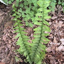 200 Ebony Spleenwort Fern Spores Seeds New Fresh US Shipping - $4.80