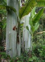Fruit Tree: Giant Banana Live Plant - £53.87 GBP