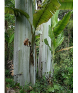 Fruit Tree: Giant Banana Live Plant - £53.34 GBP
