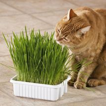 800 Seed CAT GRASS Organic Sprouting Pet Diet Digestive Aid Kitchen Window - £13.10 GBP