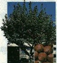 1 Pecan Tree, 15+inch, Fast Growing Shade and Nuts for Home Garden Landscaping - £15.14 GBP