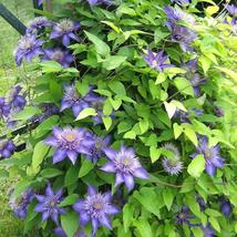 25pc CLEMATIS SEEDS USA seller Garden Plant Flower vine climber (Blue) - £12.74 GBP