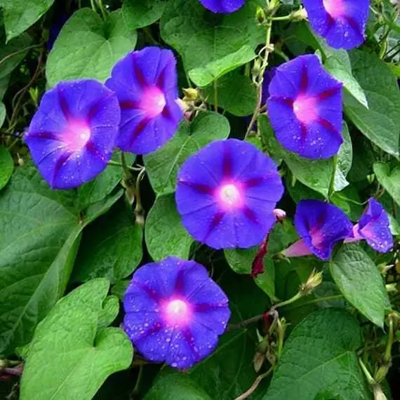 Blue Star Morning Glory Ipomea Tricolor Flower 30 Seeds - $9.60