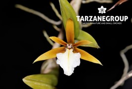 DINEMA / ENCYCLIA POLYBULBON MINIATURE ORCHID SPECIES MOUNTED - $33.00