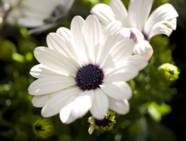 50 Pc Seeds White African Cape Daisy Flower, Daisy Seeds for Planting | RK - £13.21 GBP