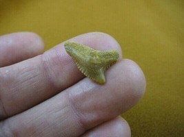 (s343-52) Extremely Rare 3/4&quot; Fossil Tiger Shark Galeocerdo Tooth from M... - $11.29