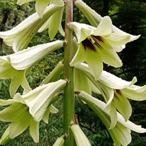 Cardiocrinum Giganteum Var Yunnanense Seeds Yunnan Giant Lily For Exotic S Fresh - $8.86