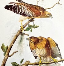 Red Shouldered Hawk Bird Print 1946 Color Art John James Audubon Nature DWV2E - £29.90 GBP