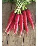 Radish long red 50seeds - code 845 - $91.84 MXN Radish long red 50seeds - code 845 - $91.84 MXN