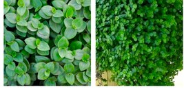 20 Cuttings Dwarf Wandering Jew Tradescantia Mini Callisia Repens Bolivi... - $22.99