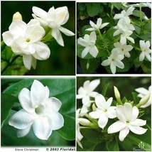 Maid Of Orleans Jasmine Jasminum Sambac Rooted Starter Plant Extremely Fragrant  - £23.65 GBP