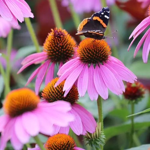 MBK 200 Seeds Purple Coneflower Non-Gmo Packs Sale - $9.24