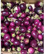 Baby Eggplant Purple Round Thai / Indian Heirloom 50+  seeds 100% Organi... - $4.69