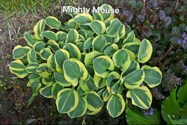 1 Hosta Mini Mighty Mouse Rooted Plug - £4.46 GBP