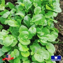 Non-Gmo Cress Seeds Upland Heirloom Herb Gardening Fresh USA SELLER - £11.82 GBP