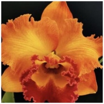 Rlc. Siam Aurora ‘Number 2’ Orange Red Large Orchid Fragrant Clones 5.5”... - $105.99