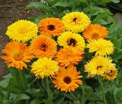 Fresh Calendula Seeds Pacific Beauty Mix 100 Ct Flower  - $4.00