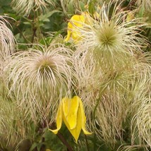 Golden Bell Clematis Vine Clematis Tangutica Flowering Easily Trained Showy Gold - $9.98