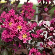 HS 20 Pink Fusion Cape Myrtle Seeds Tree Flower Perennial Flowers Seed 1226 Us S - $5.75