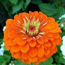Orange King Zinnia 50 Seeds | Non-GMO | FROM US | Seed Store | 1187 - £1.95 GBP