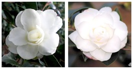 CHISATO-NO-AKI** Camellia Japonica-Live Well Rooted Starter Plant--Pure ... - $59.95