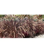 Red Fountain Grass Pennisetum Rubrum 4&quot; Pot Plant - $28.99