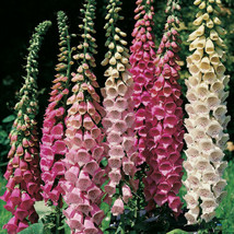 VT 2000 Seeds Foxglove Excelsior Mix Shade/ Sun Groco * Fast Ship - $9.39