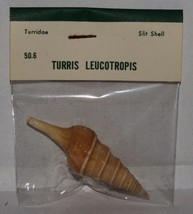 Vintage Sea Shells Turridae Turris Leucotropis Slit Shell B6 - £4.86 GBP