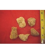 (k-4092) 25 g Rare Kauri tree Gum bag chips copal Amber New Zealand Tane... - $23.69 CAD