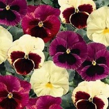 New 35 Pansy Delta Apple Cider Flower Seeds Mix Annual From US  - £6.45 GBP