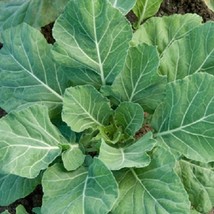 USA SELLER Vegetable Seeds 2000 Collards Seeds Vates 75 Days - £14.34 GBP