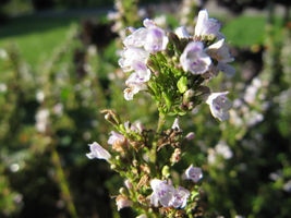 150 Seeds Creeping Winter Savory - £11.36 GBP