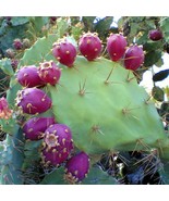 Prickly Pear Cactus Seeds Opuntia Stricta 5 Seeds Usa Fast Shipping - $17.94