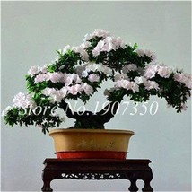 100  pcs Azalea Bonsai Easy to Grow Rhododendron Flower Bonsai Family &amp; Garden F - £10.63 GBP