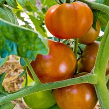 Heirloom Hillbilly Tomato Seed Pack, Vibrant &amp; Tasty - 5 Seeds for Planting, Gre - £5.59 GBP