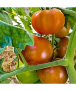Heirloom Hillbilly Tomato Seed Pack, Vibrant &amp; Tasty - 5 Seeds for Plant... - £5.58 GBP