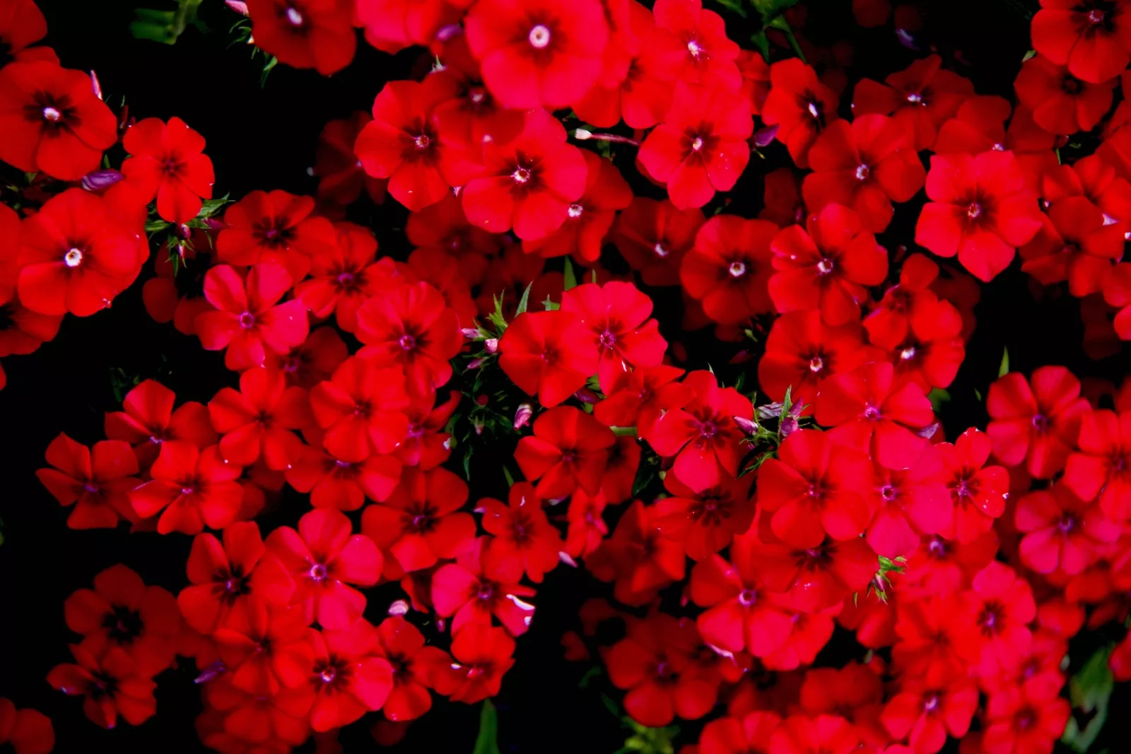 800 RED DRUMMOND PHLOX (Texas Pride) Phlox Drummondii Flower Seeds - $10.11