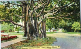 Banyan Tree in Coconut Grove Miami Florida Postcard  - $5.16