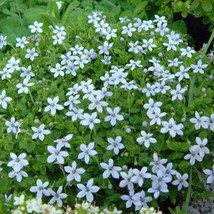 Baby Blue Star Carpet Plant Pratia Pedunculata 2.5 inch  Pot Fairy Garde... - $31.96