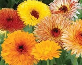 USA Seller 500 Mixed Colors Fancy Mix Pot Marigold Calendula Officinalis... - £11.21 GBP