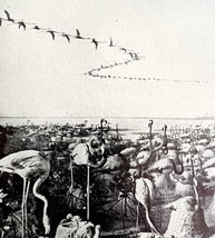 Flamingo Colony With Nests In Coastal Environment 1936 Bird Print Nature DWU13 - £15.66 GBP