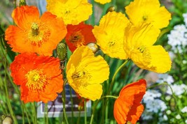 Welsh Poppy 154+ Seeds Orange Or Yellow Flowers Blooming In Shade Seller - $8.99