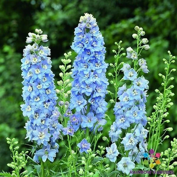 200 Magic Fountains Sky Blue and White Bee Delphinium Seeds Fresh Seeds - $9.86