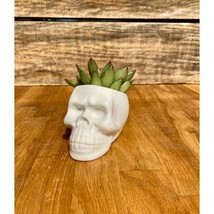 Small Skull with Potted 2&quot; Succulent - £11.07 GBP