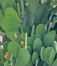 Prickly Pear Cactus 15 Pads/Cuttings Home Grown Native Arizona Eat or Grow Fresh - £29.08 GBP