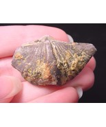 (F-530-d) fossil Bivalve sea shell specimen Liaoning, China fossils shells - $10.99