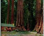 Big Red Cedar of Pacific Coast Settler&#39;s Cabin WG Macfarlane UNP DB Post... - $9.85