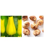 10 bulbs Yokohama Triumph Tulip - €38,52 EUR